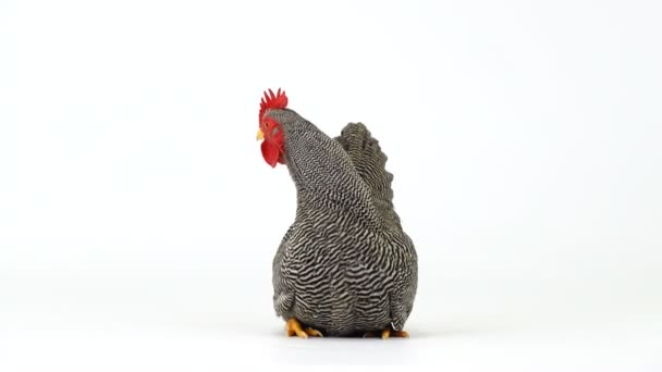 Gray Rooster Sitting White Screen — Stock Video