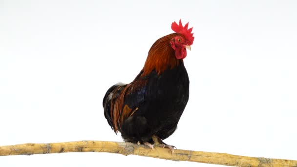 Ayam Jantan Coklat Duduk Cabang — Stok Video