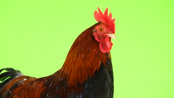 绿色荧幕上的公鸡肖像 — 图库视频影像