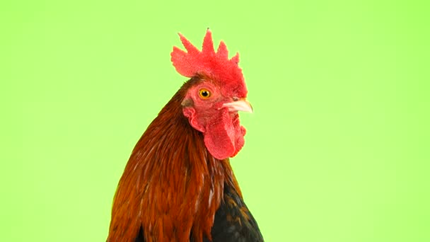 Rooster Portrait Green Screen — Stock Video