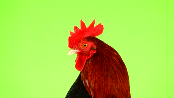 Πορτρέτο Κόκορα Πράσινη Οθόνη — Αρχείο Βίντεο