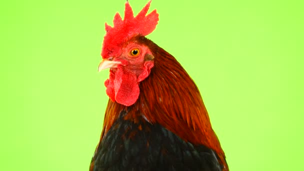 Rooster Portrait Green Screen — Stock Video
