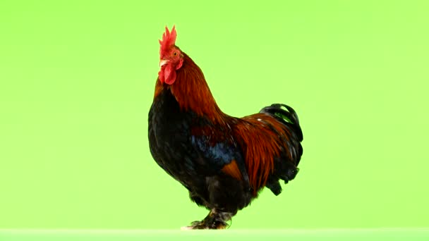 Gray Rooster Green Background — Stock Video