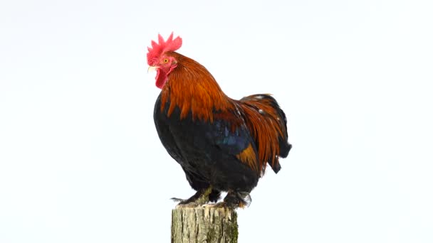 Rotates Rooster Stump Isolated White Screen — Stock Video