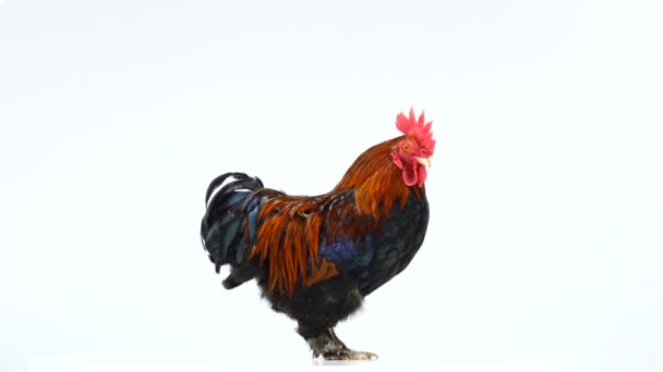 Rooster Isolated White Background — Stock Video