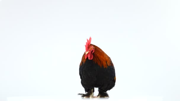 Rooster Isolated White Background — Stock Video