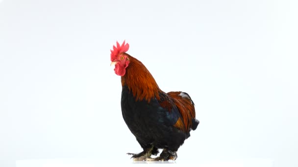 Rooster Isolated White Background — Stock Video