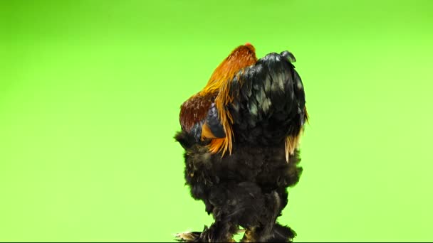 Rooster Brahma Moves Green Background — Stock Video