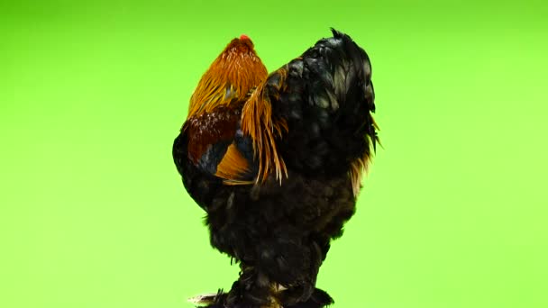 Rooster Brahma Moves Green Background — Stock Video