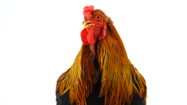 Gallo Retrato Brahma Aislado Pantalla Blanca — Vídeo de stock