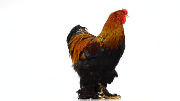 Gallo Brahma Mueve Alrededor Cámara Aislada Pantalla Blanca — Vídeo de stock