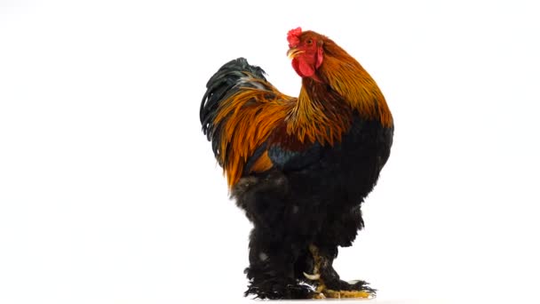 Gallo Brahma Mueve Alrededor Cámara Aislada Pantalla Blanca — Vídeos de Stock