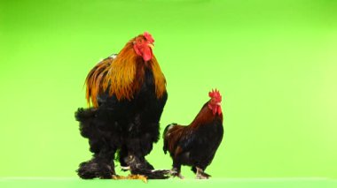 küçük ve büyük horoz, aynı yaş (bir yıl altı ay eski), yeşil ekran üzerinde