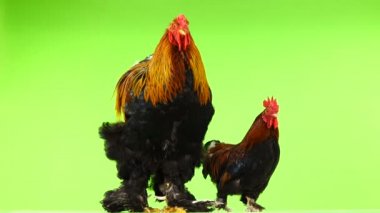 küçük ve büyük horoz, aynı yaş (bir yıl altı ay eski), yeşil ekran üzerinde