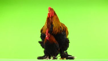küçük ve büyük horoz, aynı yaş (bir yıl altı ay eski), yeşil ekran üzerinde