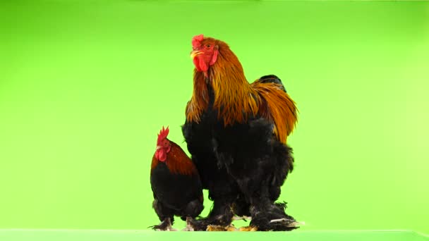 Petit Gros Coq Même Âge Six Mois Sur Écran Vert — Video