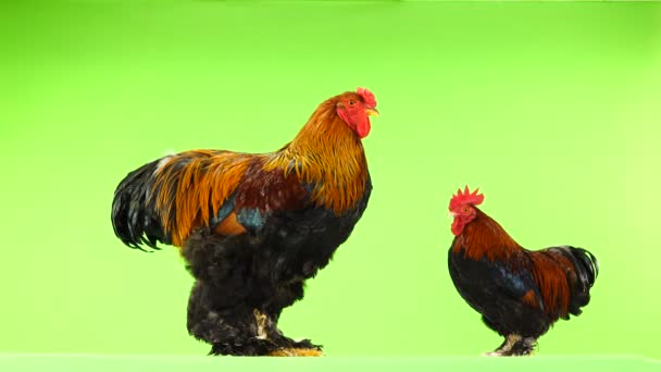 Gallo Pequeño Grande Misma Edad Año Seis Meses Pantalla Verde — Vídeo de stock