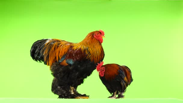 Gallo Piccolo Grande Della Stessa Età Anno Sei Mesi Sullo — Video Stock