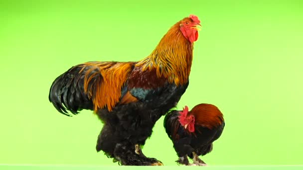 Gallo Pequeño Grande Misma Edad Año Seis Meses Pantalla Verde — Vídeos de Stock