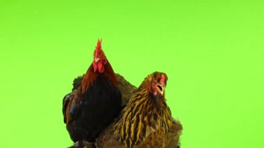 tavuk ve küçük horoz yeşil ekranda döner