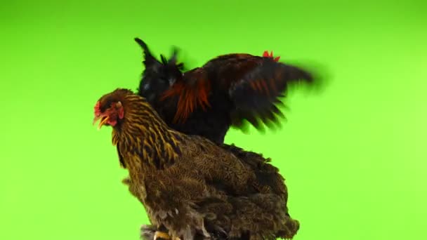 Κοτόπουλο Και Μικρό Κόκορα Περιστρέφεται Μια Πράσινη Οθόνη — Αρχείο Βίντεο