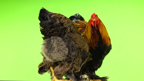 Chicken Rooster Pecks Grain Rotates Green Screen — Stock Video