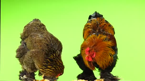 Pollo Gallo Picotea Grano Gira Sobre Una Pantalla Verde — Vídeo de stock