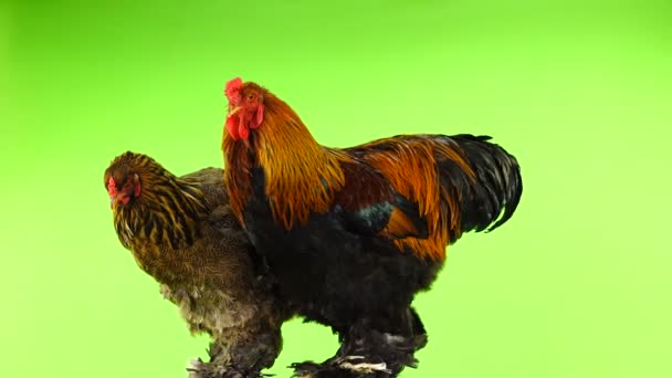 Gallo Brahma Pollo Aislados Pantalla Verde — Vídeos de Stock