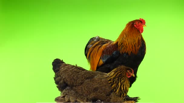 Brahma Tupp Och Kyckling Isolerad Grön Skärm — Stockvideo