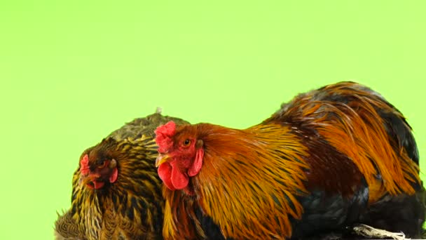 Chicken Cock Rotates Green Screen — Stock Video