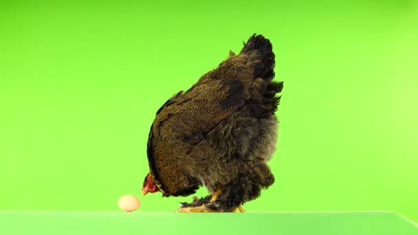 鸡舔鸡蛋在绿色屏幕上 — 图库视频影像