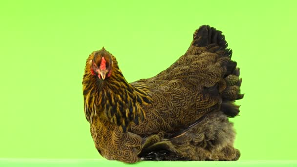 Chicken Sits Green Screen — Stock Video