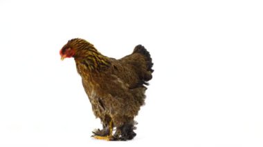 Brahma tavuk beyaz ekranda izole