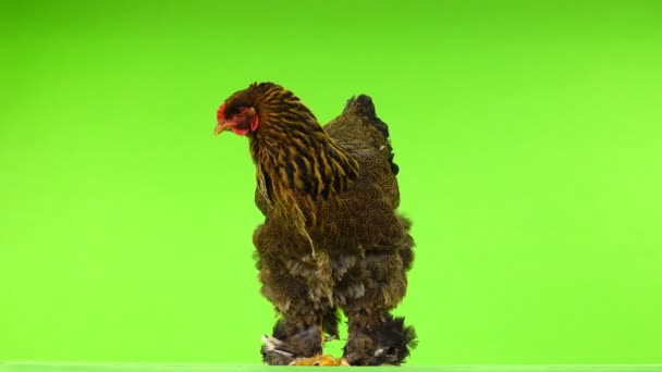 Brahma Kyckling Isolerad Grön Skärm — Stockvideo