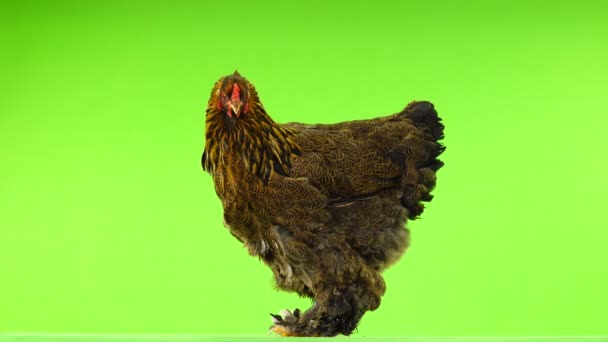 Brahma Kurczaka Izolowane Zielonym Ekranie — Wideo stockowe