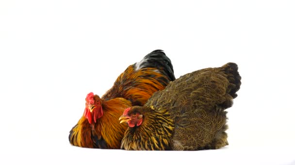 Κοτόπουλο Καθόταν Και Ανέπνεε Βαθιά Από Θερμότητα Λευκή Οθόνη — Αρχείο Βίντεο