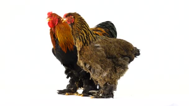 Κόκορας Και Κοτόπουλο Απομονώνονται Λευκή Οθόνη — Αρχείο Βίντεο
