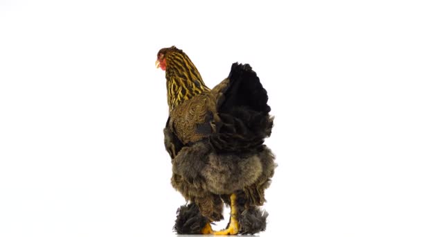 Κοτόπουλο Είναι Απομονωμένο Λευκή Οθόνη — Αρχείο Βίντεο