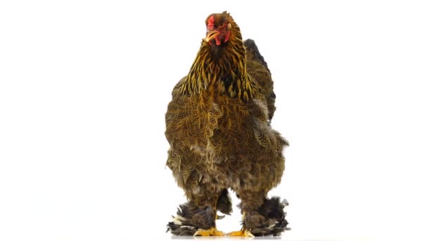Κοτόπουλο Είναι Απομονωμένο Λευκή Οθόνη — Αρχείο Βίντεο