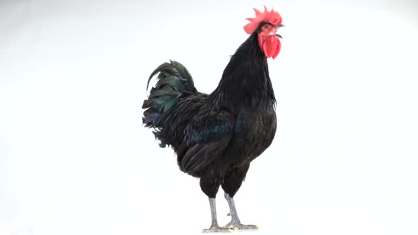 Black Rooster Australorp Gallus Gallus Dark Green Plumage Singing White — Stock Video