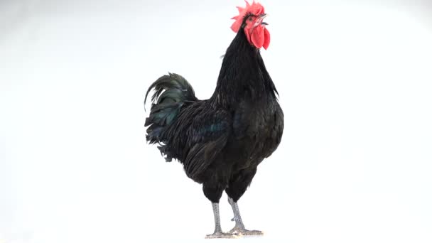 Zwarte Haan Australorp Gallus Gallus Met Donkergroen Verenkleed Zingen Wit — Stockvideo