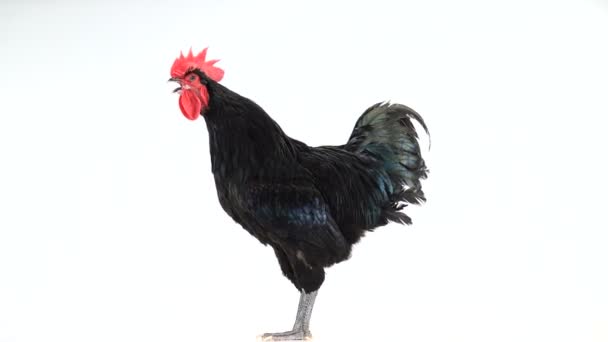 Zwarte Haan Australorp Gallus Gallus Met Donkergroen Verenkleed Zingen Wit — Stockvideo