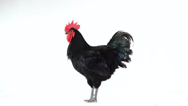 Schwarzer Hahn Australorp Gallus Gallus Mit Dunkelgrünem Gefieder Singend Auf — Stockvideo