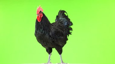 siyah horoz australorp (Gallus gallus) yeşil ekranda kanatlarını çırpan koyu yeşil tüyleri ile