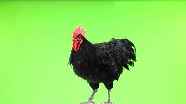 Svart Tupp Australorp Gallus Gallus Med Mörkgrön Fjäderdräkt Flaxande Sina — Stockvideo