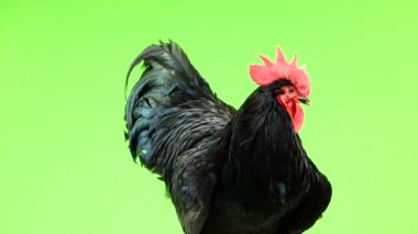 siyah horoz australorp (Gallus gallus) yeşil ekranda koyu yeşil tüyleri rotasyon ile