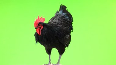 siyah horoz australorp (Gallus gallus) yeşil ekranda koyu yeşil tüyleri rotasyon ile