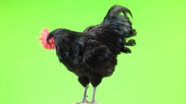 siyah horoz australorp (Gallus gallus) yeşil ekranda koyu yeşil tüyleri rotasyon ile