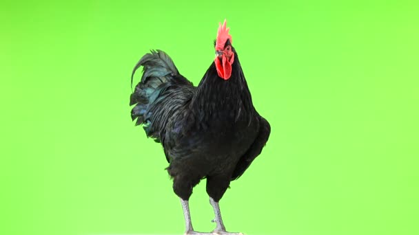 Gallo Negro Australorp Gallus Gallus Con Plumaje Verde Oscuro Pantalla — Vídeo de stock