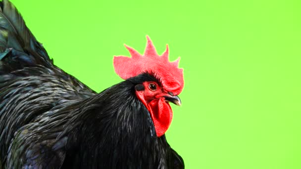 Portait Schwarzer Hahn Australorp Gallus Gallus Mit Dunkelgrünem Gefieder Auf — Stockvideo